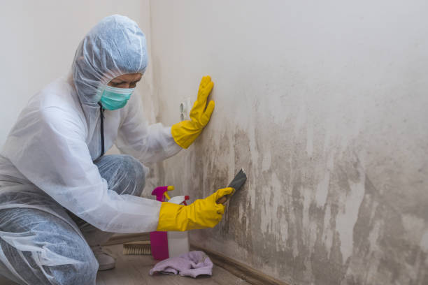 Best Mold Damage Repair  in Hanover, PA