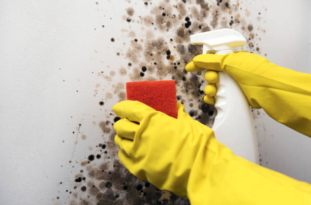 Office Mold Removal Services in Hanover, PA