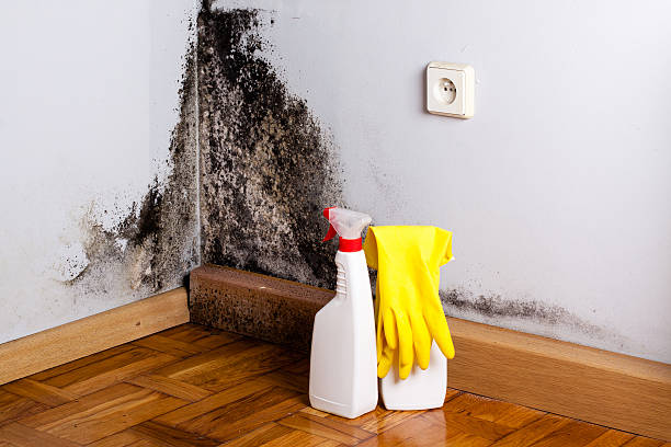 Best Mold Damage Repair  in Hanover, PA
